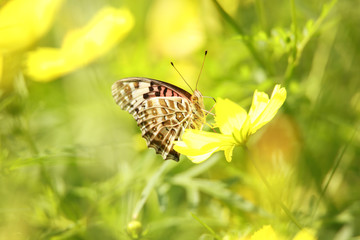 ツマグロヒョウモン