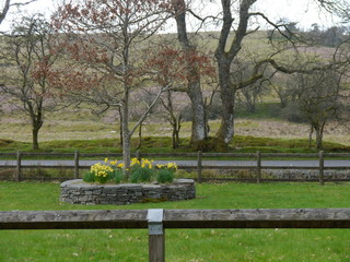 Flowers with tree back drop