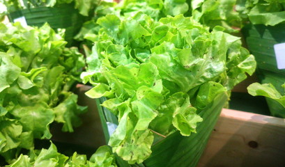 Green leafy vegetables. Healthy Food. Vegetable garden around the house.