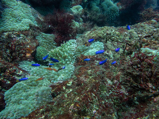 Beautiful underwater scenery