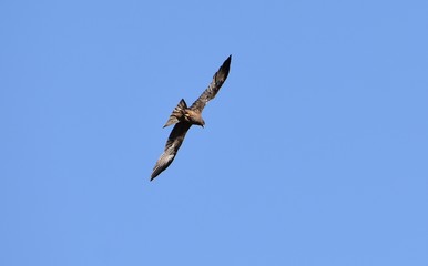 osprey in flight