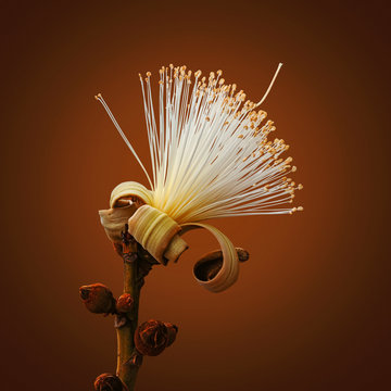 Pseudobombax ellipticum or shaving brush tree
