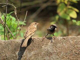 sparrow on branch