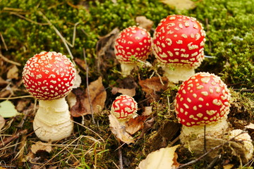 Fliegenpilz amanita muscaria Sachsen 2019