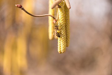 Corylus avellana -  honey bee collecting nectar on a hazelnut shrub in spring