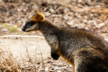 Naklejka premium Close up of a Parma Wallaby outdoors
