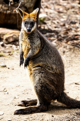 Close up of a Parma Wallaby outdoors