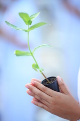 young plant in hand