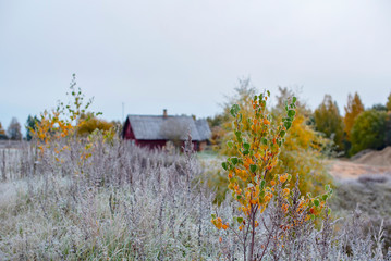 stunningly beautiful autumn forest at dawn and a village house in the background
