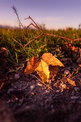 Automn Leaves in the morning