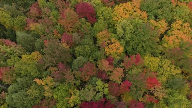 Drone flying above forest painted by nature during beautiful autumn season