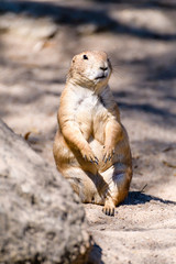 Präriehund hält Ausschau