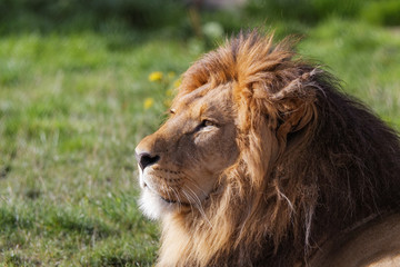 Lion en gros plan de profil © Jerome