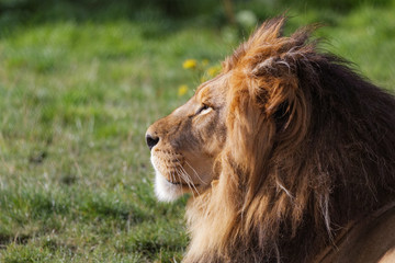 Lion en gros plan de profil © Jerome