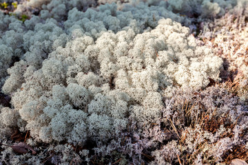 White moss background in nature.Moss and lichen in the pine forest.