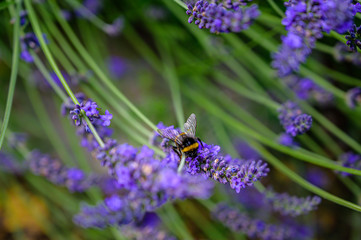 Hummel im Lavendel