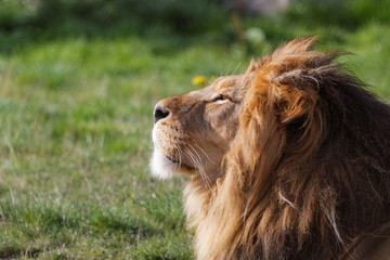 Lion en gros plan de profil