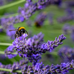 Hummel im Lavendel
