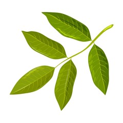Green leaf of walnut tree. Discover amazing nature. Urban gardening, greening, landscaping of cities, municipal forestry concept. Vector cartoon icon isolated on white background.