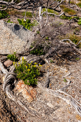 Succulents grow on scanty stony soil. Red center in the Australian desert, outback in Northern Territory, Australia