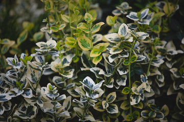 Green plant in the garden