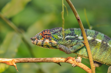Chameleon on a leaf