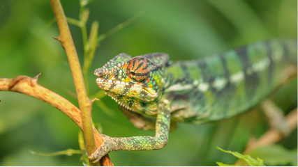green chameleon on tree
