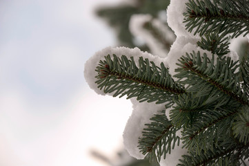 Snow on a spruce