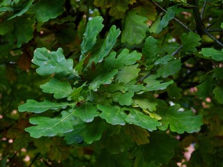 twig of oak tree with green leaves