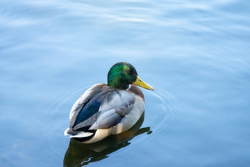 Obraz premium duck in the pond