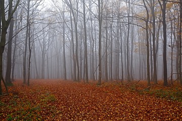 Foggy forest in the autumn