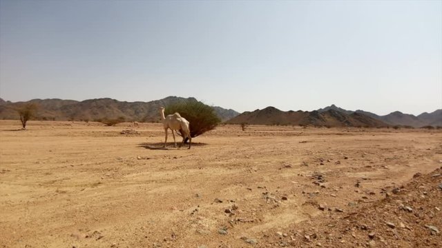 Time lapse video of Camel eating from a tree in the desert
