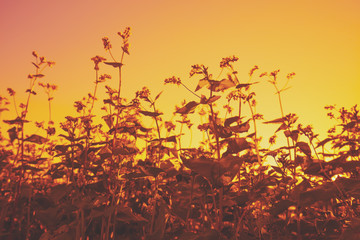 Buckwheat field against evening sky at golden sunset. Nature background