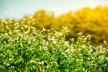 Rural landscape. Blooming buckwheat fields in the summer. Nature background