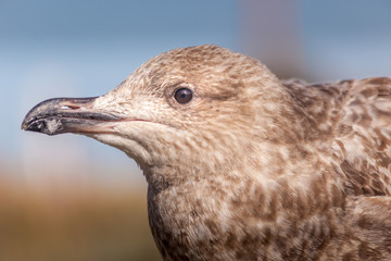 Portrait einer jungen Mantelmöwe