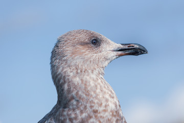 Portrait einer jungen Mantelmöwe