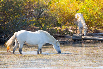 Two white horses in a beautiful sunny day in Camargue, France