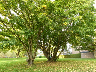 Herbstspaziergang durch den Park