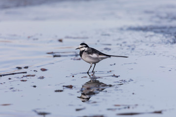 氷上のハクセキレイ