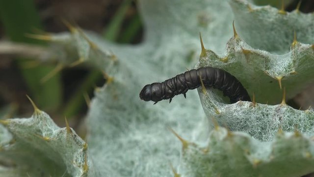 Butterfly larva, insect Cucullia lucifuga family Noctuidae, creeps on Arctium, biennial plants, burdock, family Asteraceae. macro