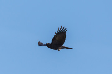 isolated black crow (corvus corone) in flight in blue sky