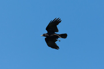isolated black raven (corvus corone) in flight in blue sky