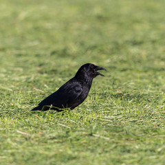 black raven (corvus corone) standing in green grassland