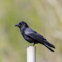 side view black carrion crow (corvus corone) standing on stake