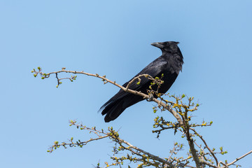 black carrion crow (corvus corone) standing on branch