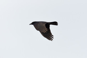 flying black raven (corvus corone) with spread wings