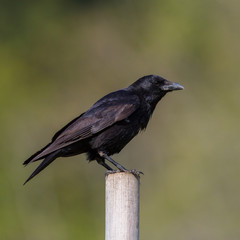 one black raven (corvus corone) standing on stake