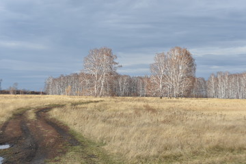 Autumn. Two birch trees