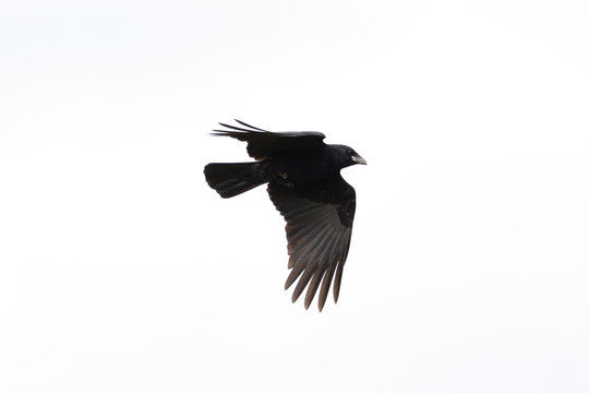 silhouette isolated black raven (corvus corone) in flight