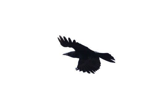 isolated flying black carrion crow (corvus corone)